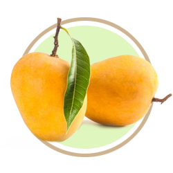 DEVGAD MANGOES