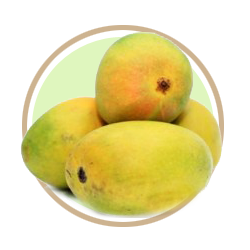 RATNAGIRI MANGOES